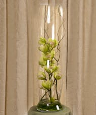 Green Cut Orchid Display